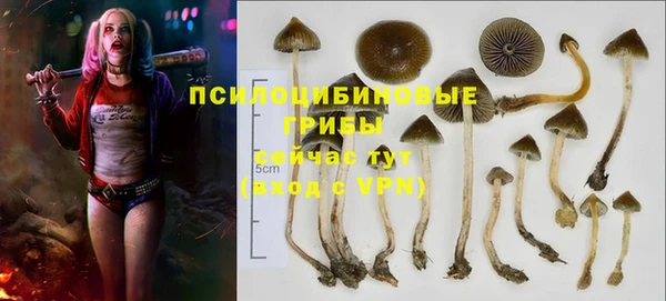ПСИЛОЦИБИНОВЫЕ ГРИБЫ Магас